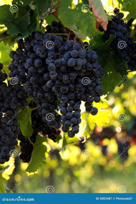 Italian wine grapes stock image. Image of italy, branch - 3003487