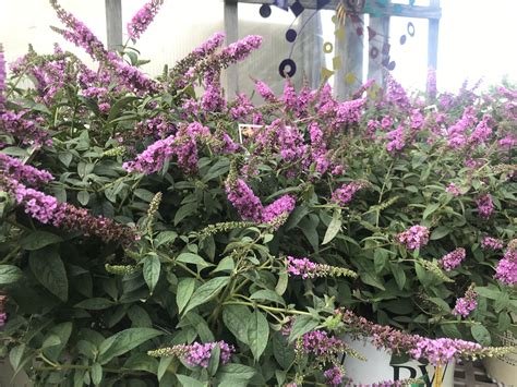 Dwarf butterfly bush | Dwarf butterfly bush, Butterfly bush, Bloom