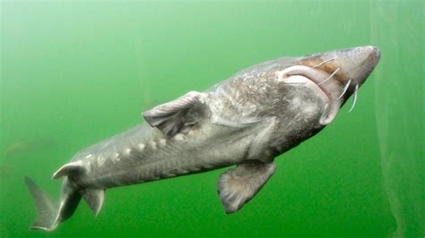 What is a Sturgeon? - American Oceans