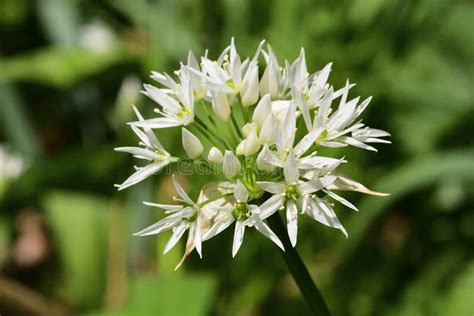 Ramson Flower Allium Ursinum Stock Image - Image of inflorescence, leaved: 153683117