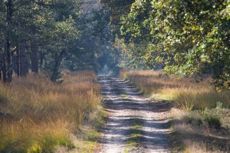 A road into the forest stock photo. Image of trees, colors - 12374490