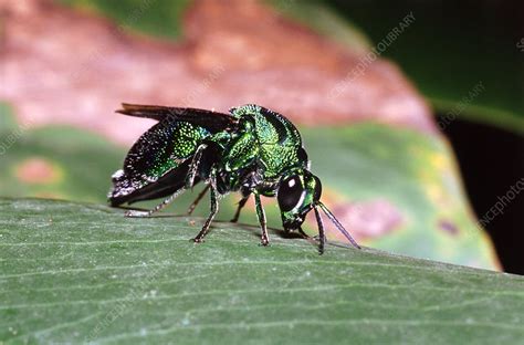 Cuckoo wasp - Stock Image - F032/0021 - Science Photo Library