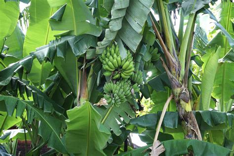 Caring For Plantain Trees: Information On Growing Plantains, 47% OFF