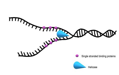 5.4 DNA Replication – Human Biology