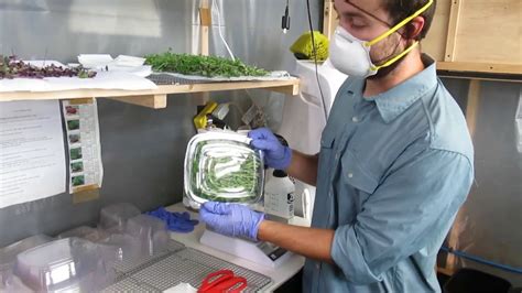 Complete guide to microgreens harvesting/packaging - YouTube