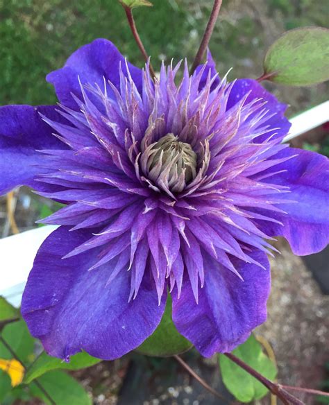 Purple clematis Purple Clematis, Clematis Flower, Bing Images, Flowers, Plants, Gardening, Lawn ...