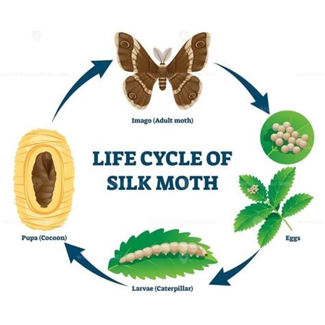 Luna Moth Life Cycle Diagram