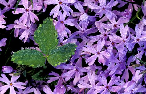 Kentucky Native Plant and Wildlife: October 2012