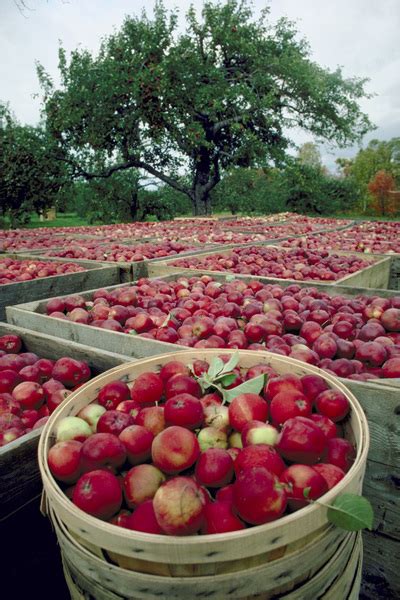 Apple Harvest in the Outdoors Free Photo Download | FreeImages