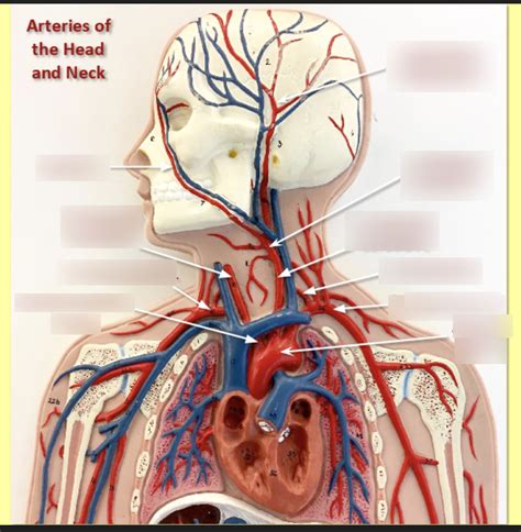 Arteries of head and neck Diagram | Quizlet