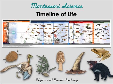 Printable Timeline of Life Montessori Second Great Lesson | Etsy Australia