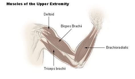 Arm Muscles Map : Human Muscle System Functions Diagram Facts Britannica - Each muscle of the ...