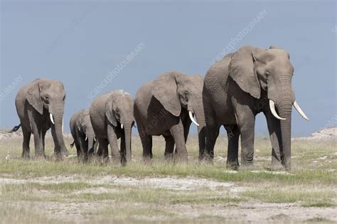 African Elephant herd walking in line - Stock Image - F023/2021 - Science Photo Library