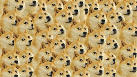 doge face memes dog Wallpapers HD / Desktop and Mobile Backgrounds