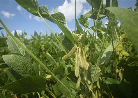 Early planting helps state's soybean crop | Mississippi State University Extension Service