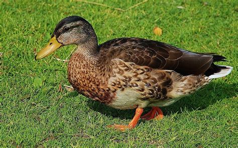 Free photo: Duck, Ducks, Animal, Pets, Water - Free Image on Pixabay ...