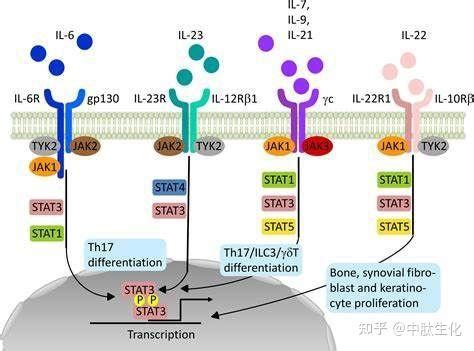 Science：20多年来，科学家们终于解析出激酶JAK1的全长结构 - 知乎