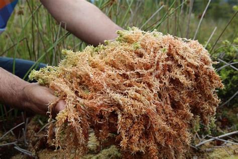 What is peat moss made of? - Gardening Channel