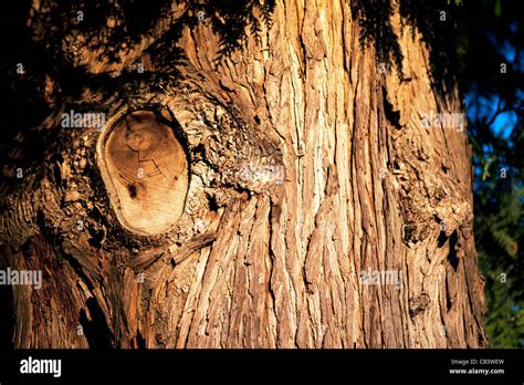 A bark of Western red cedar Stock Photo - Alamy