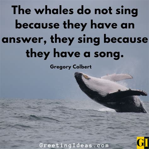 30 Inspiring Whale Quotes and Sayings