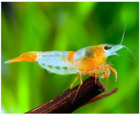 Freshwater Shrimp - Rili Orange Shrimp - Arizona Aquatic Gardens