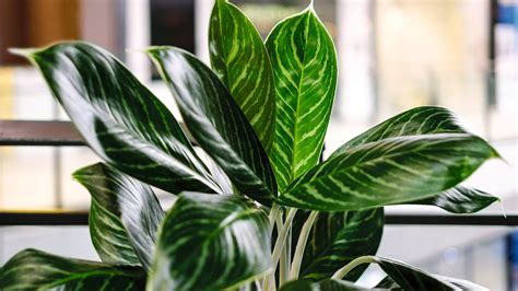 25 Indoor Plants That Thrive in Low Light