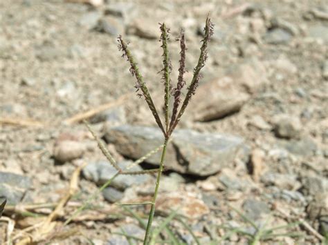 Bermuda grass, Cynodon dactylon | Bermuda grass, Cynodon dac… | Flickr