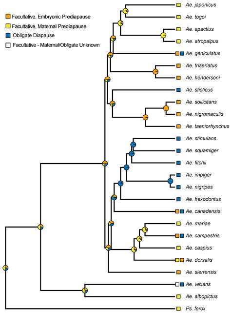 Insects | Free Full-Text | The Prediapause Stage of Aedes japonicus japonicus and the Evolution ...