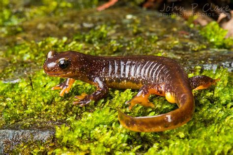 Jumping Slugs! And Other Unique Animals of Olympic National Park ...