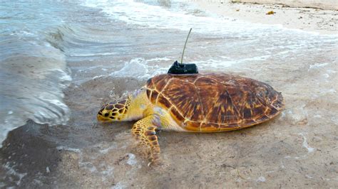 Rare Hybrid Hawksbill-Green Sea Turtle Joins Tour de Turtles Race in ...