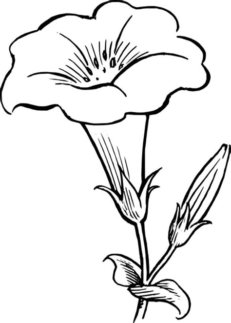 Easy Flower Drawing Outline