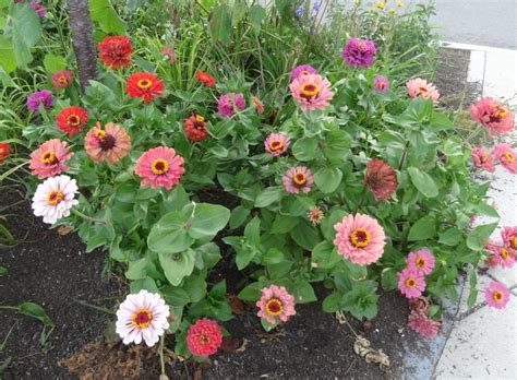 Drought Tolerant Perennials