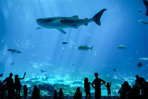 Georgia Aquarium General Admission 2024 - Atlanta