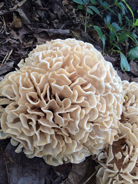 Cauliflower Mushroom Identification