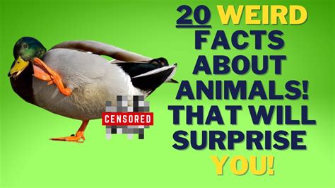 Top 167 + Weird animal facts - Inoticia.net