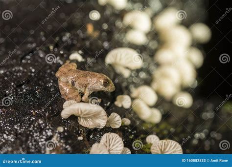 Amboli Bush Frog Seen at Amboli,Maharashtra,India Stock Image - Image of amboli, babies: 160882833