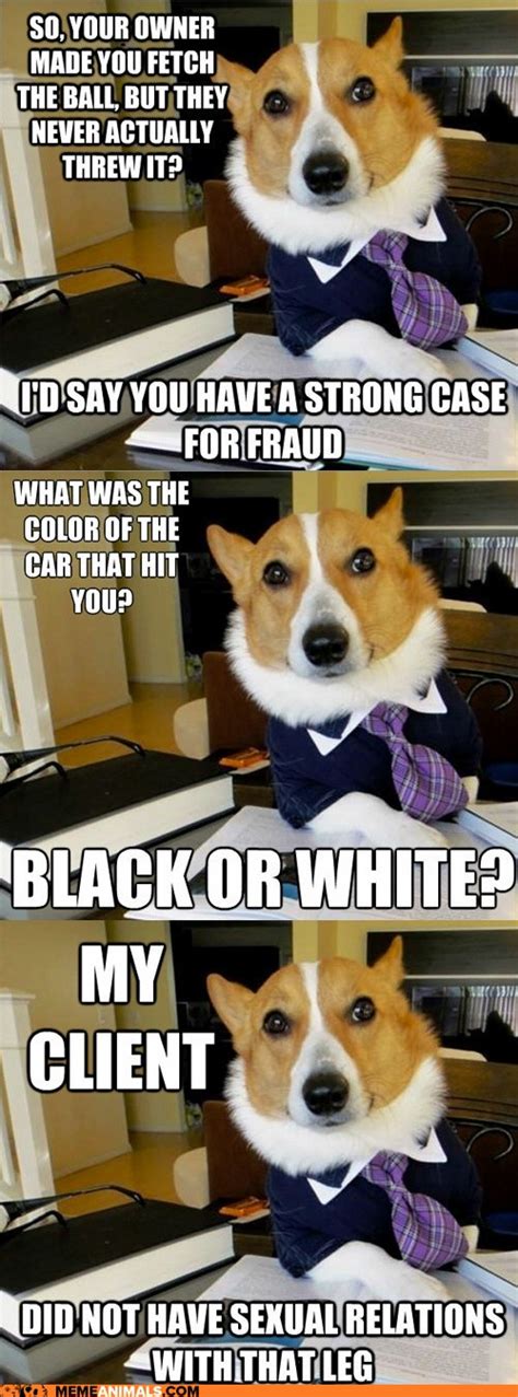 [Image - 287335] | Lawyer Dog | Know Your Meme