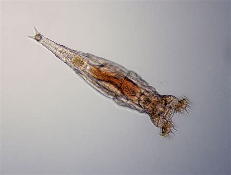 Bdelloid Rotifer from a birdbath - Cloudy Days & Microscopes - Cloudy Nights