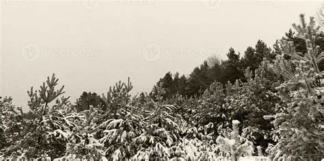 Forest landscape in winter 9416244 Stock Photo at Vecteezy