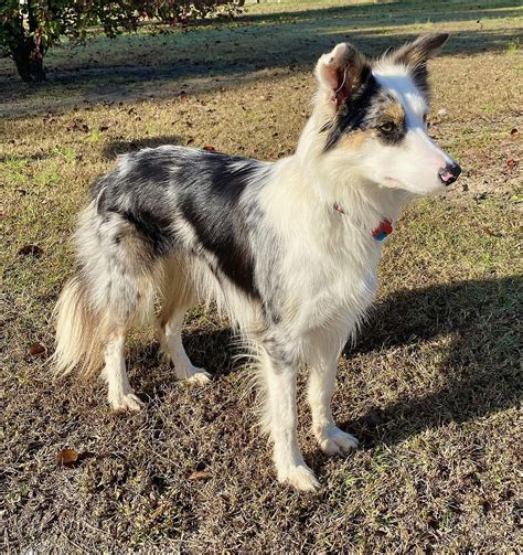 Do Welsh Collies Get Along With Other Dogs