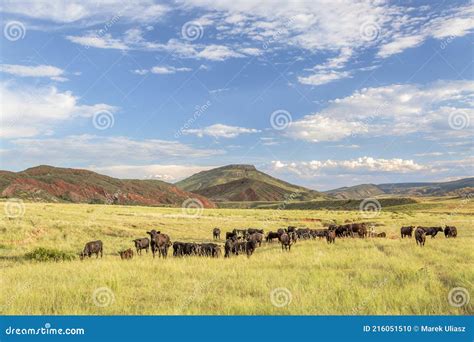 Open Range Cattle in Colorado Stock Photo - Image of scenery, rock: 216051510