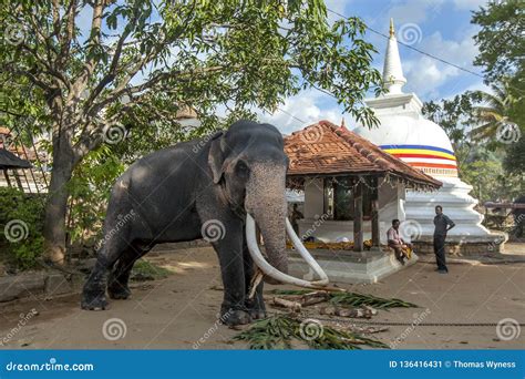 A Ceremonial Elephant at Kandy in Sri Lanka. Editorial Photo - Image of stupa, temple: 136416431