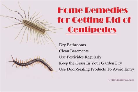 The Best How To Get Rid Of Millipedes Home Remedy 2022