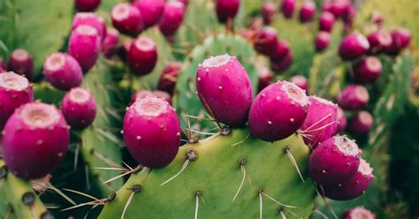 Saguaro Cactus Fruit