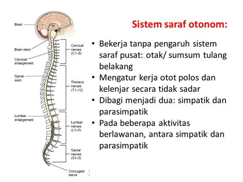 Gambar Sistem Saraf Otonom – serat