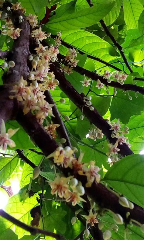 Cocoa flowers | Flowers, Plants, Cacao