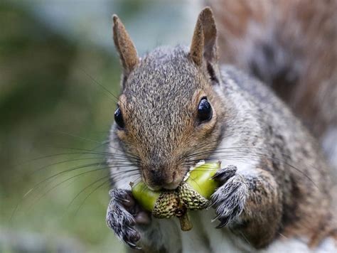 Huge squirrel population driving farmers nuts in New England | MPR News