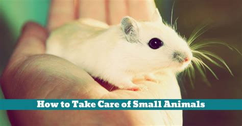 How to Take Care of Small Animals | Pet Hooligans