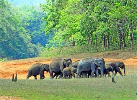 Top 10 Wildlife Sanctuaries and National Park in Kerala