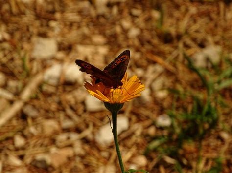 Premium Photo | Butterfly at sunset